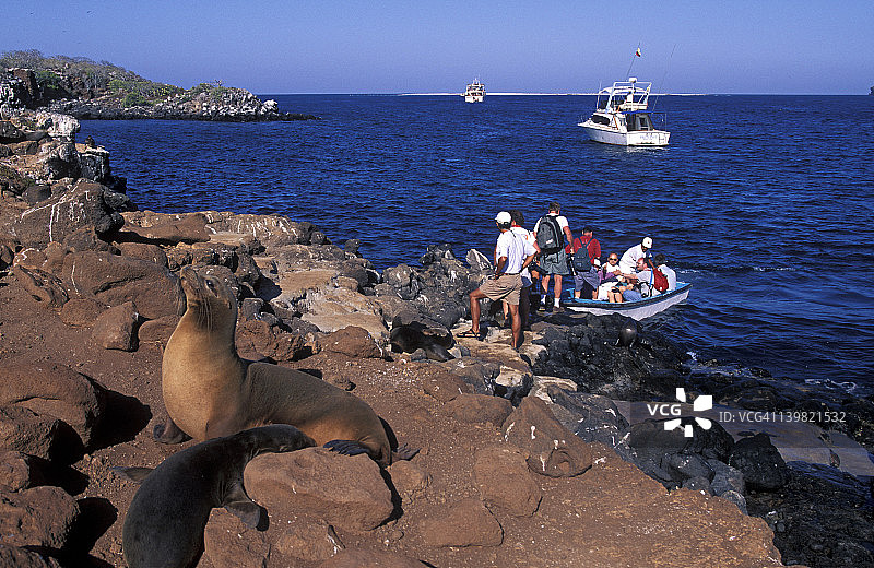 加拉帕戈斯群岛西摩岛岩石海岸上的游客和海狮图片素材