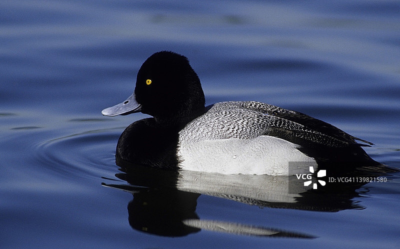 大海番鸭，加利福尼亚州帕洛阿尔托湾区图片素材