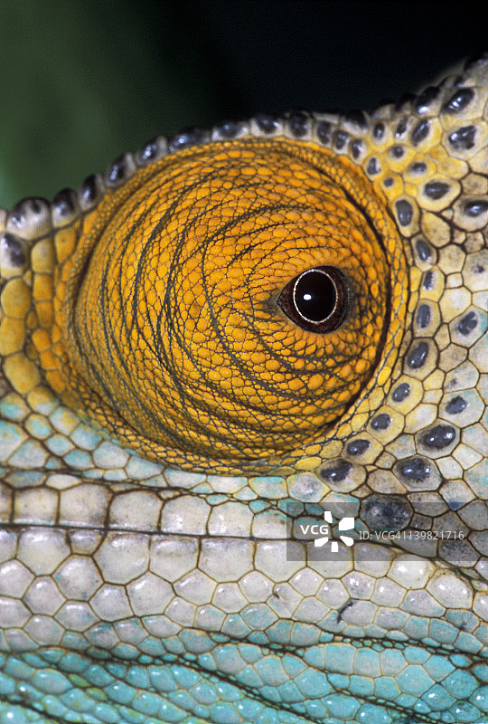 帕森变色龙眼睛特写，马达加斯加图片素材