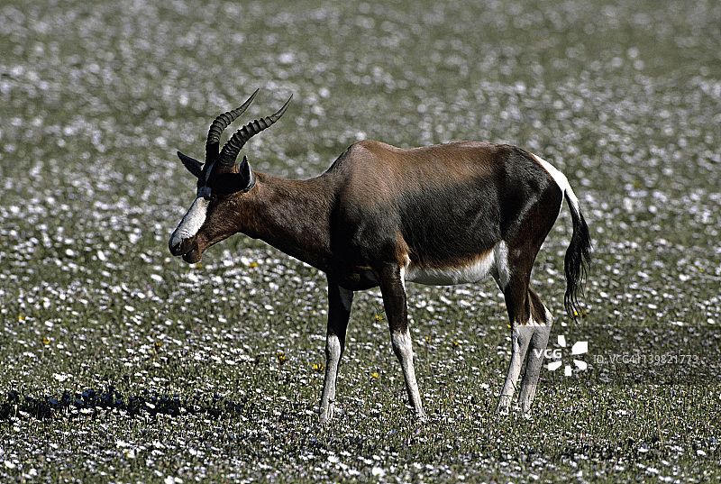 濒危物种：南非德霍普自然保护区的非洲大羚羊图片素材
