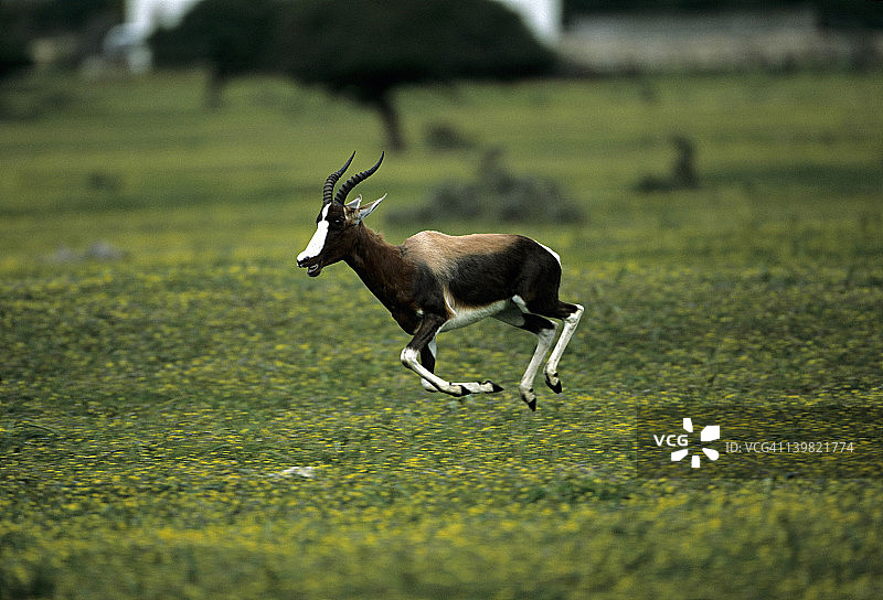 奔跑的邦特羚（Damaliscus dorcas dorcas），濒危物种，南非德胡普自然保护区图片素材