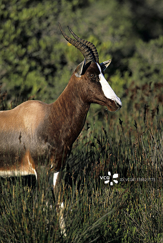 濒危物种：南非德霍普自然保护区的非洲大羚羊图片素材
