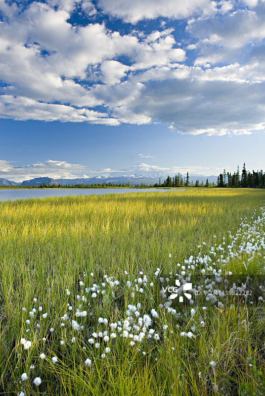 棉草，生长在兰格尔-圣伊莱亚斯国家公园阿拉斯加的小湖泊旁图片素材