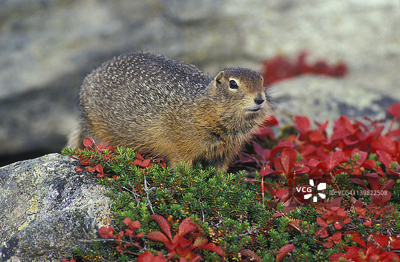秋季苔原中的北极地松鼠，美国阿拉斯加州德纳里国家公园图片素材