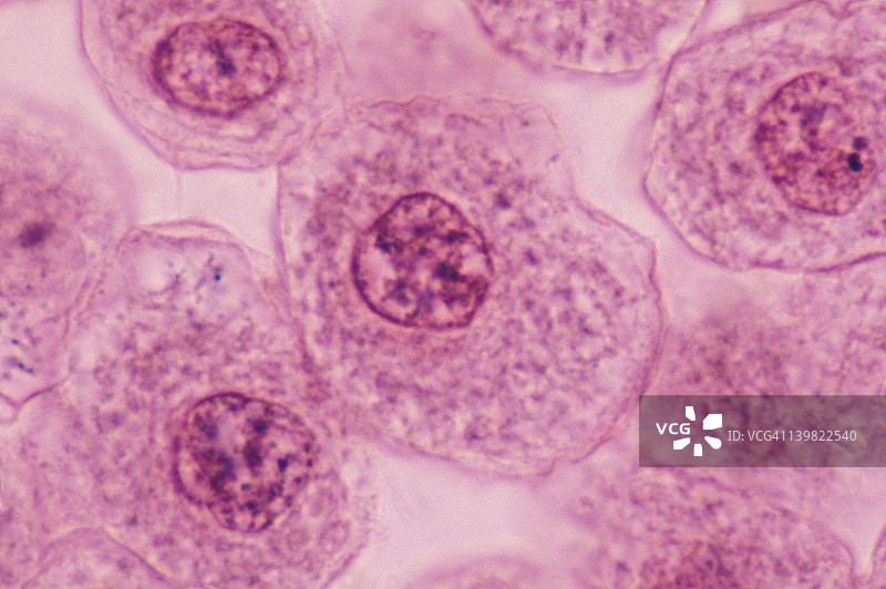 白鱼有丝分裂-间期。胚胎（囊胚）。显示：细胞核、核膜和染色质图片素材