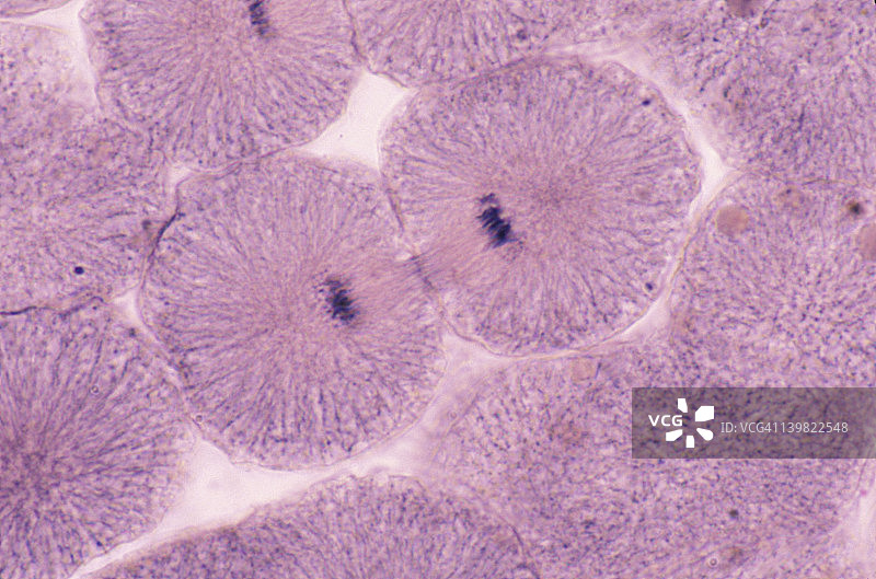 白鱼有丝分裂：子细胞完成末期分裂和细胞质分裂，胚胎（胚泡）250X 6/6图片素材
