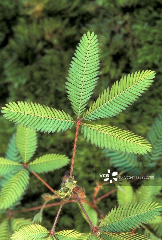 含羞草：未受刺激的正常膨压，原产于热带美洲图片素材
