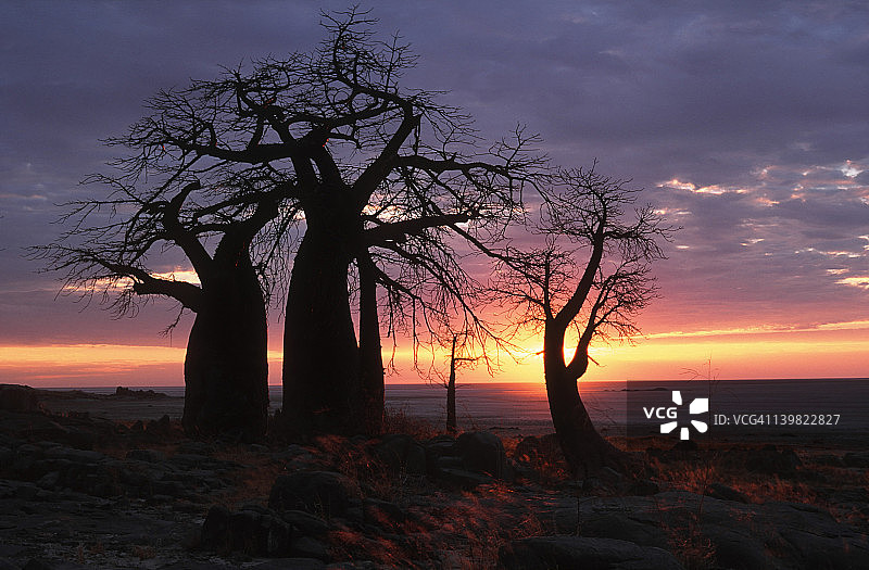 博茨瓦纳库布岛上的猴面包树图片素材