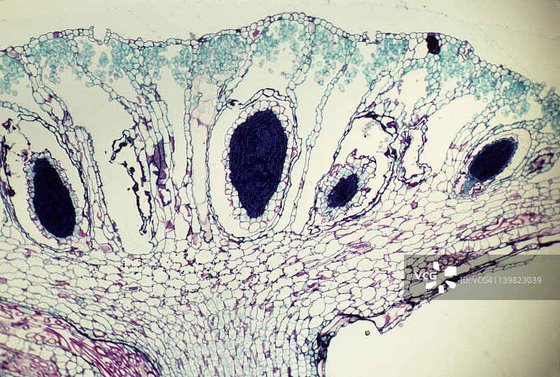 雄器。雄器头。雄性，配子体。地钱。25倍图片素材