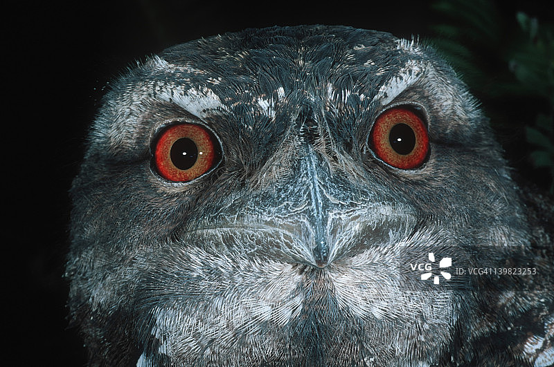 澳洲蟆口鸱特写，夜行动物，澳大利亚图片素材