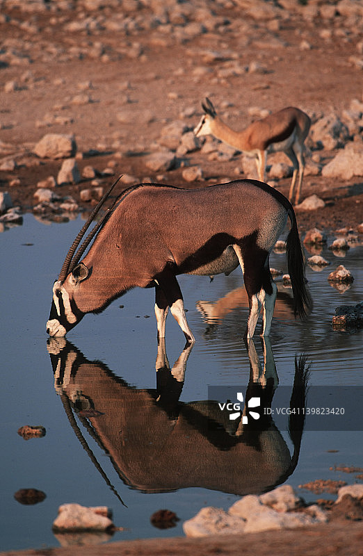 长角羚在水坑饮水图片素材
