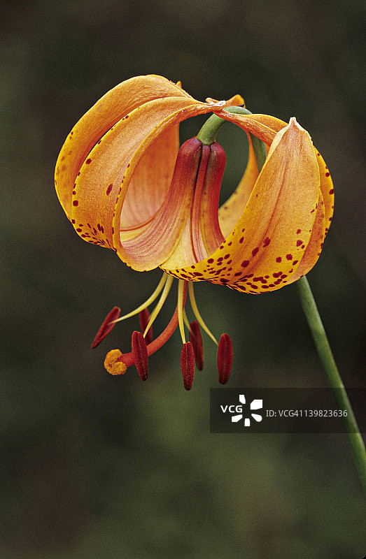 密歇根百合图片素材