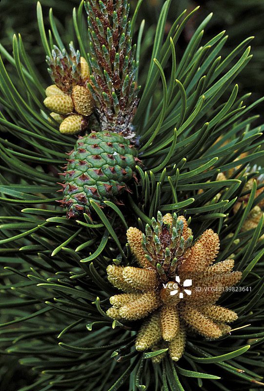 冰川国家公园的扭叶松雄性和雌性球果图片素材