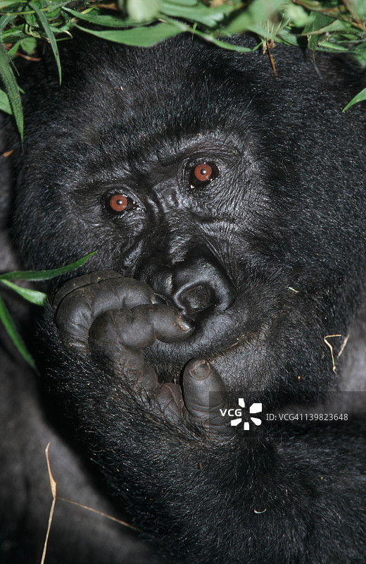 山地大猩猩特写。大猩猩。中午休息。濒危物种。非洲。图片素材