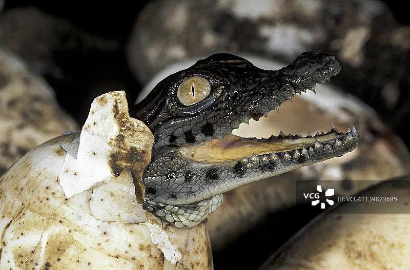 尼罗鳄孵蛋（非洲）图片素材