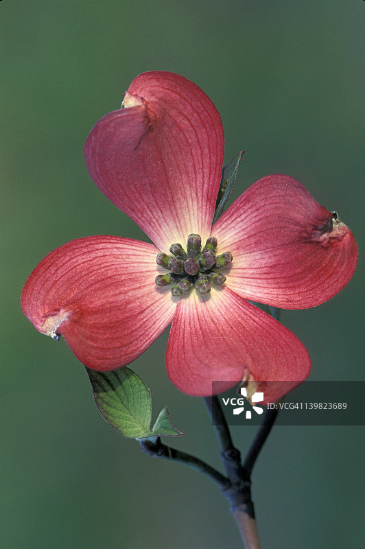 密歇根开花山茱萸苞片环绕小花图片素材