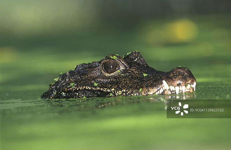 侏儒鳄：濒危物种，分布于非洲中西部森林地区图片素材