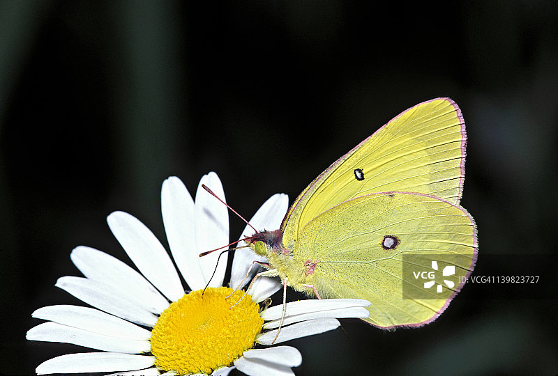 花朵上的粉边硫磺蝶（美国密歇根州）图片素材