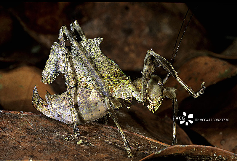 中非共和国扎anga Ndoki国家公园热带森林的蟋蟀图片素材