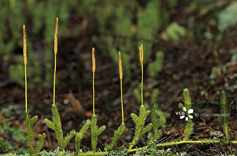 石松，潮湿的树林。孢子囊（球果）产生孢子。图片素材