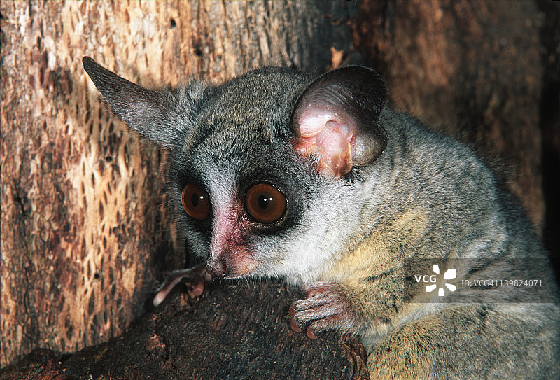非洲中南部的小型婴猴图片素材