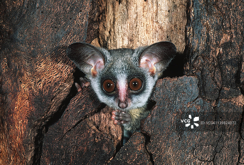 非洲中南部，利用树洞栖息的南方小狐猴图片素材