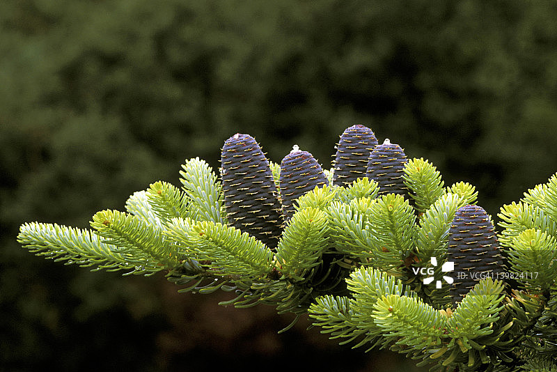 韩国冷杉上的蓝色锥果（金色选择），温哥华范度森植物园图片素材