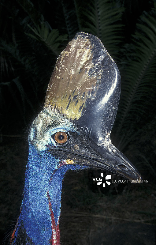 双垂肉垂鹤鸵，发现于澳大利亚和新几内亚图片素材