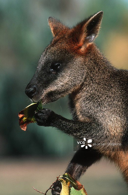 沼泽沙袋鼠图片素材