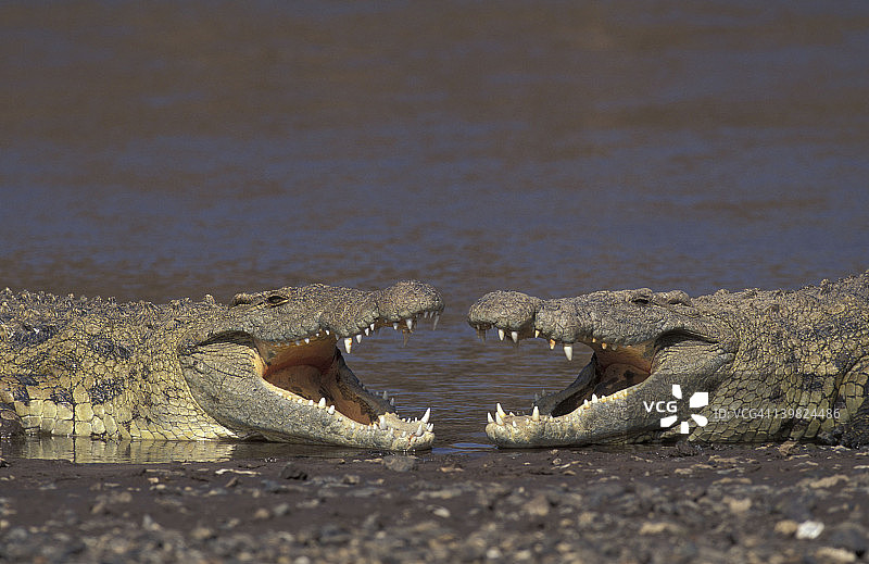 两只尼罗河鳄鱼张嘴对峙图片素材