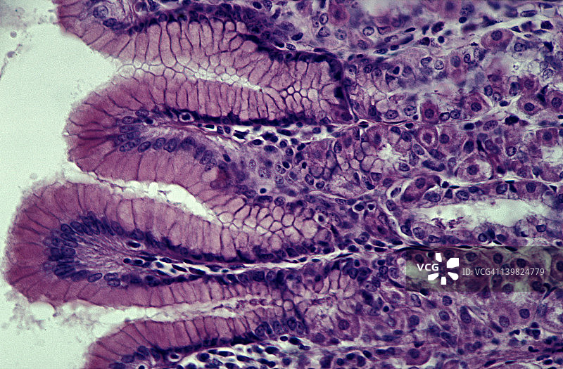 人体胃底胃腺，400倍放大图片素材