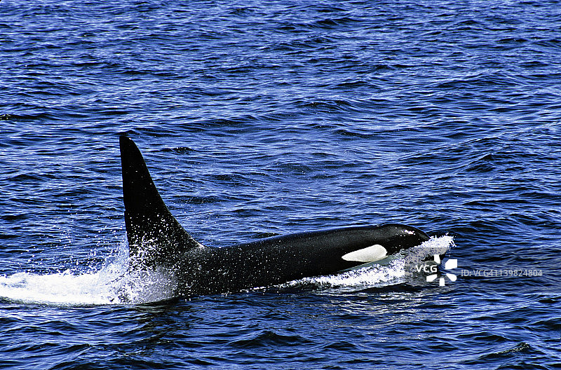 浮出水面的雄性逆戟鲸。不列颠哥伦比亚省内通道。图片素材