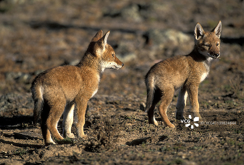 埃塞俄比亚狼，犬科动物，濒危物种。2个月大的幼崽正在探索。巴莱山国家公园，埃塞俄比亚，非洲。图片素材