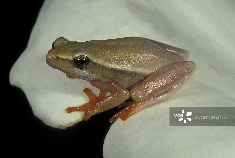 马蹄莲芦苇蛙，HYPEROLIUS HORSTOCKI，占据马蹄莲以伏击昆虫，芬博斯地方特有，南非图片素材