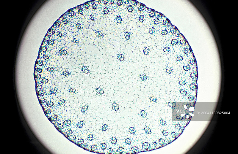 玉米茎横截面，分散的维管束草本单子叶植物，7倍放大图片素材