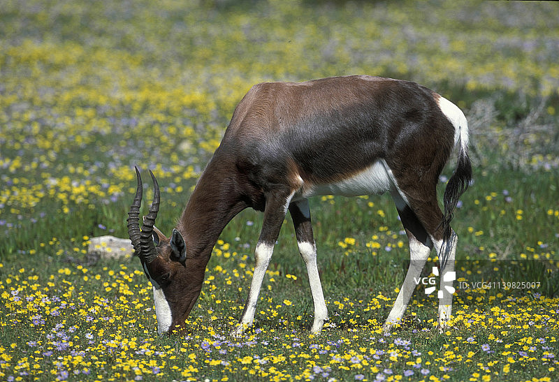 在南非德胡普自然保护区吃草的白条狷羚图片素材