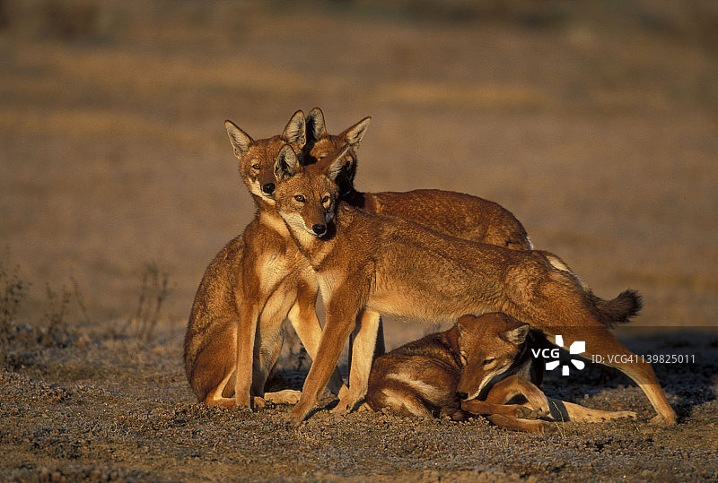 埃塞俄比亚狼，犬科动物，濒危物种，成年狼在埃塞俄比亚巴莱山国家公园问候和互动。图片素材