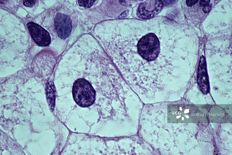 肝细胞，真核细胞，250倍。显示：细胞核、细胞质、质膜。图片素材