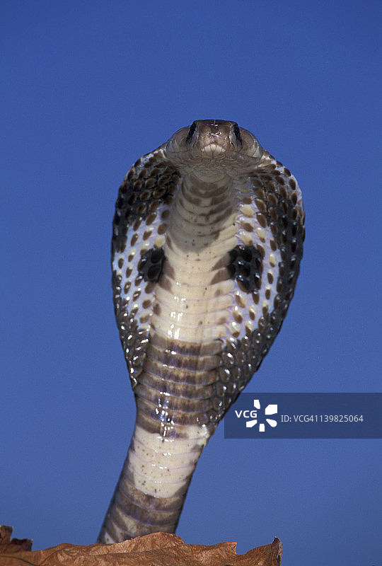 眼镜蛇，东南亚，中南半岛图片素材