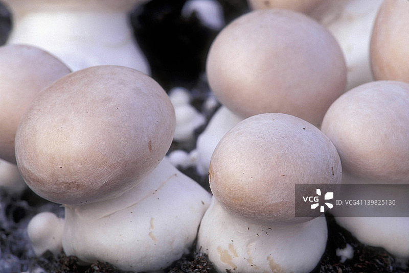 褐菇培养，棉花团是菌丝体图片素材