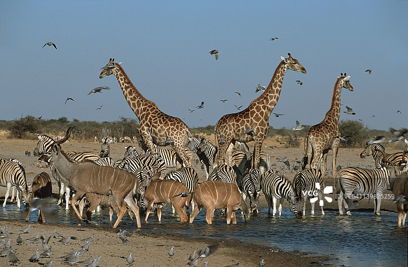 羚羊、斑马、长颈鹿和鸟类在埃托沙国家公园水坑饮水图片素材