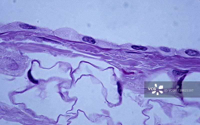 单层鳞状上皮（间皮），侧面或轮廓视图，250倍。显示：鳞状细胞的扁平度、细胞核、细胞质和细胞膜。见于人体的网膜图片素材