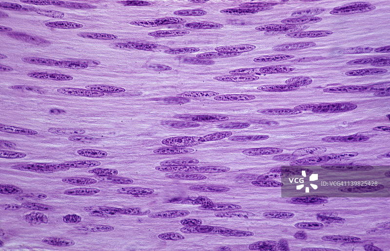 平滑肌：小肠环形层，250倍放大，显示细胞核和细胞质。非横纹肌，不随意肌。图片素材