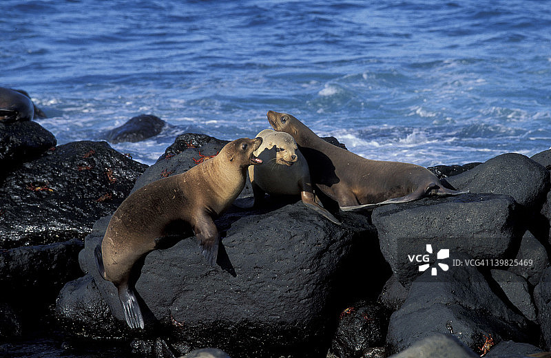 加拉帕戈斯海狮：加州海狮沃尔贝基亚种，拉比达岛，加拉帕戈斯群岛图片素材