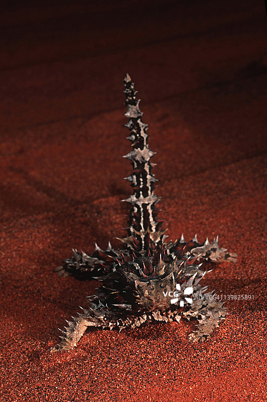 澳洲多刺魔蜥图片素材