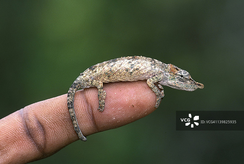 马达加斯加侏儒变色龙图片素材