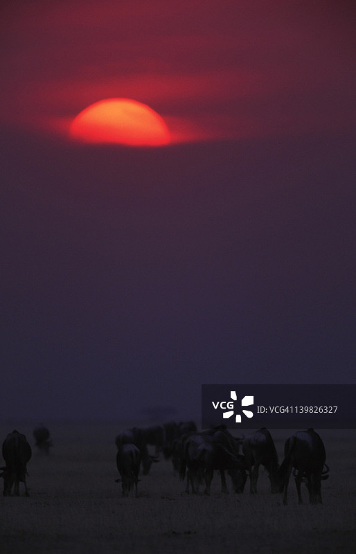 日落时分的牛羚，肯尼亚马赛马拉国家保护区图片素材