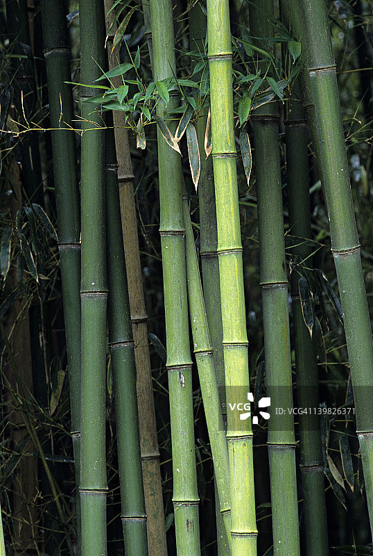 黄金间碧竹，东南亚图片素材