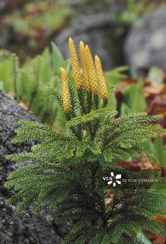 地刷子：一种产生孢子的植物图片素材