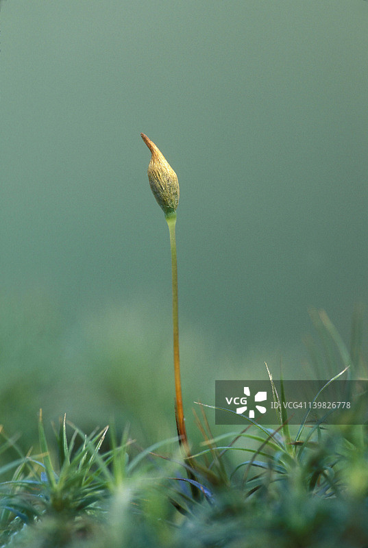 毛发藓：孢子体和配子体图片素材